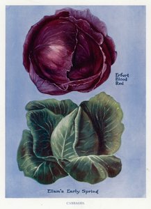 Gemüseanbau-Führer: Kohl