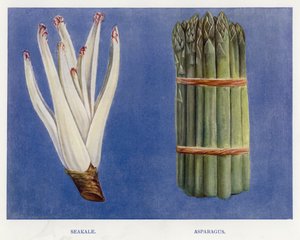 Gemüseanbau-Führer: Seekohl, Spargel
