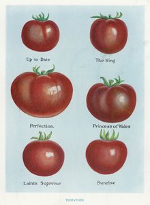 Gemüseanbauanleitung: Tomaten