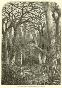 Vegetation der Karbon- oder Kohleperiode von English School