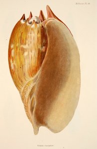 Veluta Georgina, veröffentlicht 1833, handkolorierte Gravur von English School