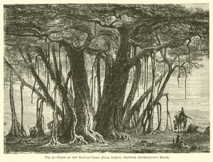 Ansicht des Banyanbaums (Ficus Indica), mit Adventivwurzeln