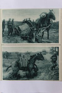 Kriegspferde versinken im Schlamm, Nordfrankreich, August 1917 von English School