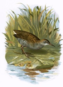Wasserralle