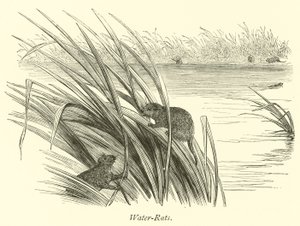 Wasserratten von English School