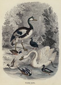 Wasservögel (Gravur) von English School