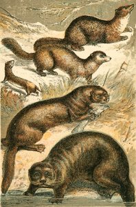 Wiesel, Zobel, Marder, Otter und Seeotter von English School