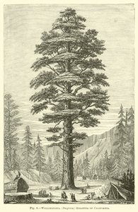 Wellingtonia (Sequoia) Gigantea von Kalifornien von English School