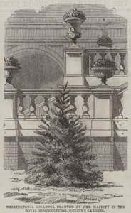 Wellingtonia Gigantea, gepflanzt von Ihrer Majestät in den Gärten der Royal Horticultural Society (Stich) von English School