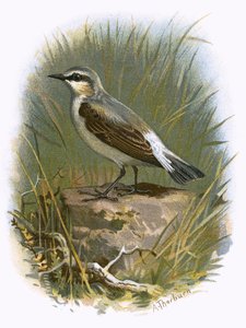 Wiesenpieper