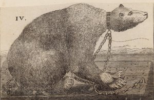 Weißer Bär bei Mr. Bodys, Mulberry Garden von English School