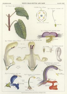 Weiße Taubnessel und Salbei
