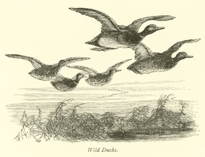 Wildenten von English School