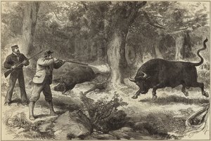 Wildbullenjagd auf den Galapagos-Inseln