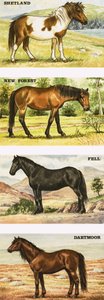 Wildponys von Großbritannien