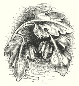 Holzschnitzerei: Blatt (Stich) von English School