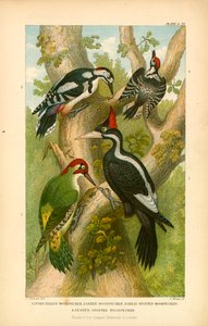 Spechte (Farblithografie)