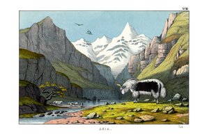 Yak von English School