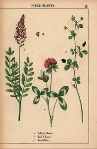 Gelber Klee, roter Klee und Esparsette, aus "The Instructive Picturebook, or Lessons from the Vegetable World," [Charlotte Mary Yonge], Edinburgh von English School