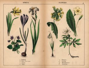 Gelbe Narzisse, weiße Dichternarzisse, lila Krokus, lila Veilchen, gelbe Primel, gelbe Schlüsselblume, weiße Buschwindröschen und weiße Schneeglöckchen, aus "The Instructive Picturebook, or Lessons from the Vegetable World," [Charlotte Mary Yonge], Edinbur