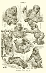 Junger Gorilla beim Spielen von English School