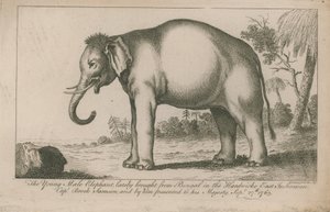 Junger männlicher Elefant von English School