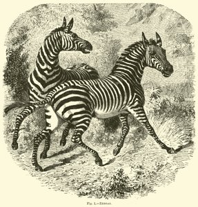 Zebras von English School