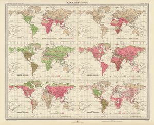 Zoogeographie: Säugetiere, Raubtiere (Farblithografie)