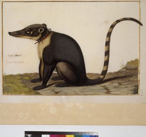 Ganzseitig: Tierstudie, ca. 1650-75 von Erich Lessing