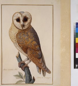 Vollseite: Tierstudie, um 1650-75 von Erich Lessing