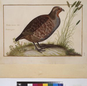 Vollseite: Tierstudie, um 1650-75 von Erich Lessing