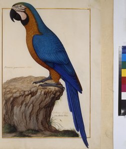 Ganzseitig: Tierstudie, um 1650-75 von Erich Lessing