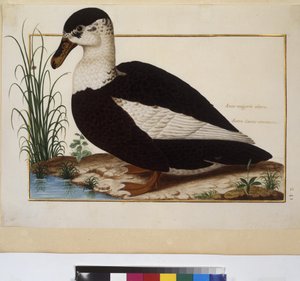 Ganzseitig: Tierstudie, um 1650-75 von Erich Lessing