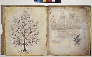 Zwei Vollseiten: Pflanzenstudie mit Inschrift von Erich Lessing