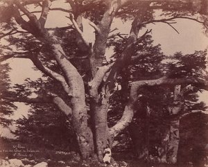 Mt. Liban. Stamm einer der Zedern Salomons, 1850-53