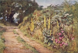 Das Herz der Hecke