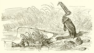Der Angler und der kleine Fisch von Ernest Henry Griset
