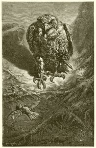 Der Falke und die Nachtigall von Ernest Henry Griset