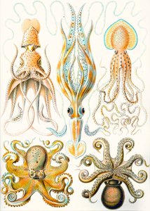 Beispiele verschiedener Cephalopoden aus 