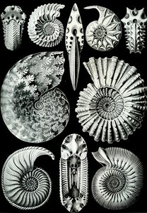 Illustration von Ammonitida aus "Kunstformen der Natur" 1904 von Ernst (after) Haeckel