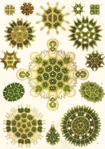 Varianten von Pediastrum aus 