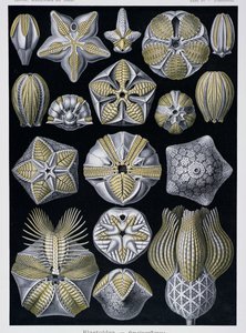 Blastoidea, Tafel aus Kunstformen der Natur