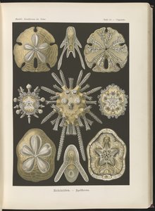 Echinidea: Seeigel und Sanddollars von Ernst Haeckel