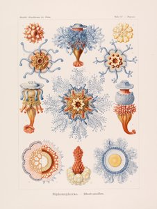 Kunstformen der Natur, 1899-1903