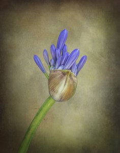 Lila Agapanthus Knospe von Esteban Rios