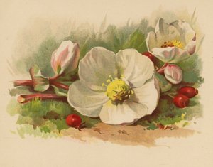 Christrose und Beeren
