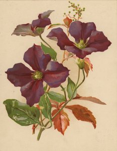 Clematis und Jungfernrebe