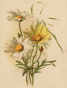 Gänseblümchen