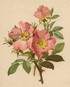 Hundsrosen