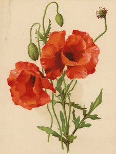 Mohnblumen